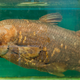 Image for article titled Researchers Determine Coelacanth Faked Own Extinction To Escape Massive Gambling Debt